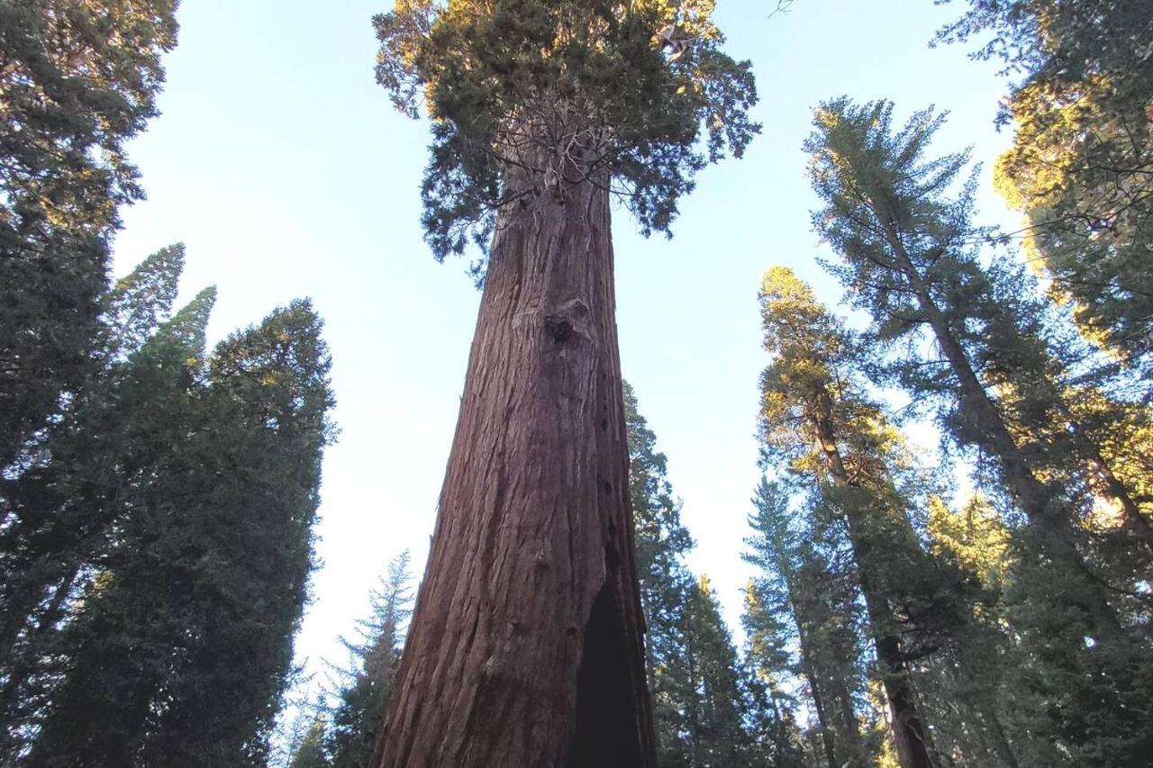 Sequoia Glen